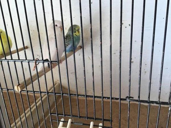 Image 5 of Young budgies 3-9 months old various colours