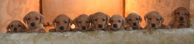 Image 3 of Fox red Labrador puppies ready now