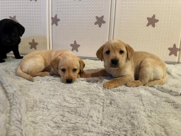 Image 10 of !!READY NOW!! KC Labrador puppies