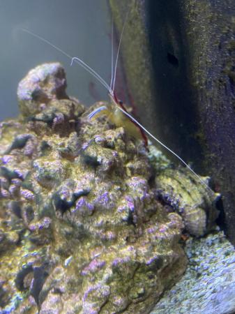 Image 2 of Cleaner shrimp  needs a new home