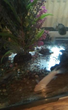 Image 1 of Selection of 4 convict cichlid for sal