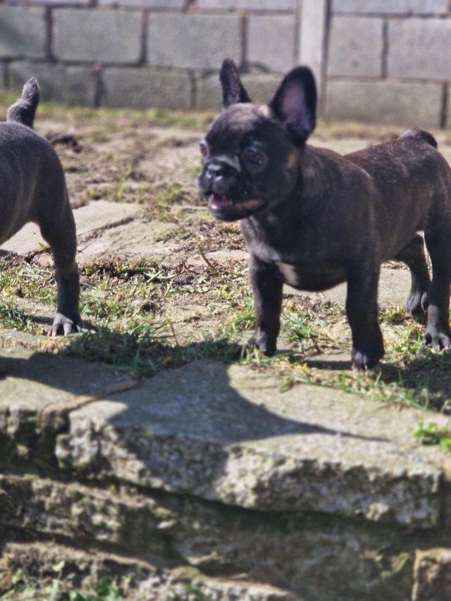 Preview of the first image of French bulldog pups READY now.