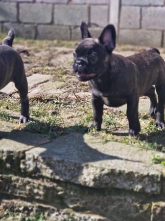 Image 1 of French bulldog pups READY now