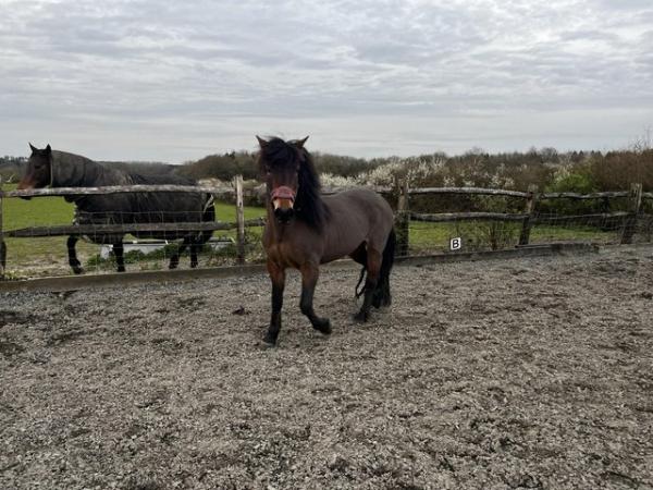 Image 1 of 14hh 15yo New Forest Mare