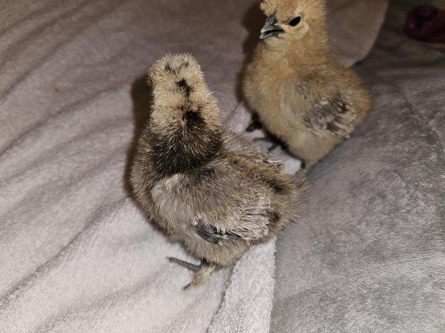 Preview of the first image of USA silkie chick's & UK silkie Bantons & button eggs.