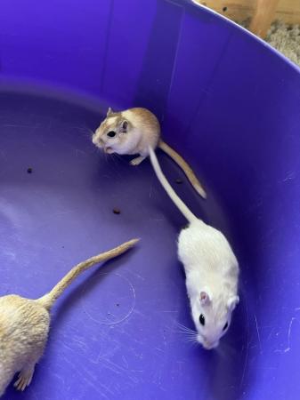 Image 14 of Male Gerbils with Glass Tank