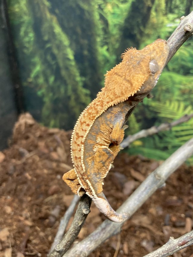 Preview of the first image of *ON HOLD*  Unsexed juvenile 95% pin crested gecko.