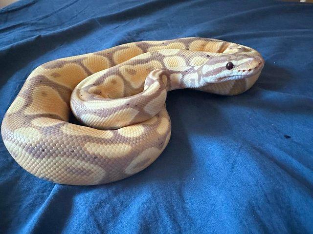 Preview of the first image of royal python ball python banana 100% het clown male.