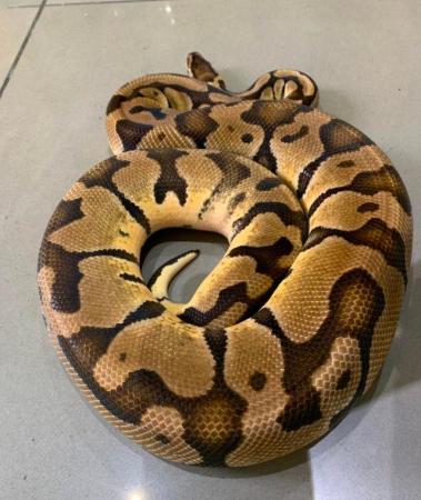 Image 3 of SOLD Pastel Adult Male Royal Python