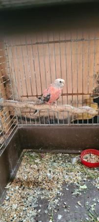 Image 1 of Bourkes ( grass eater) mutition  proven  female for sale