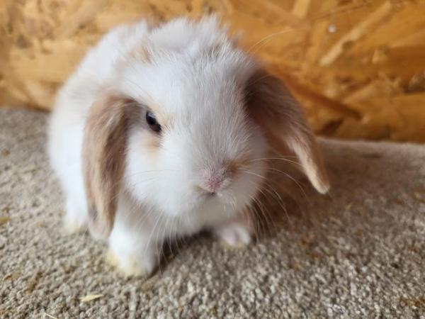 Image 10 of Baby Mini Lop Doe in light tri READY NOW