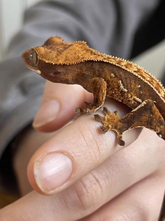 Image 4 of High Quality Tricolor juvie Crested Gecko with portholes