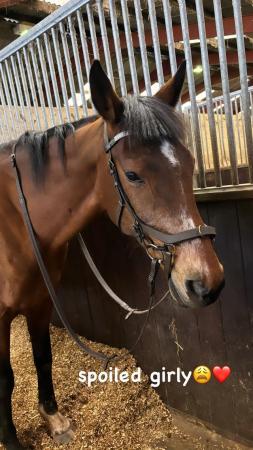 Image 3 of 16hh 14 year old thoroughbred mare