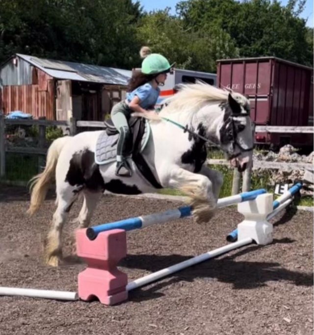 Preview of the first image of Gorgeous 14hh sporty fun cob mare.