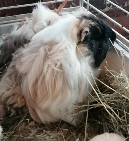 Image 2 of Lovely long haired baby Guinea pigs