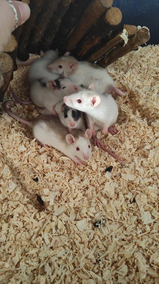 Preview of the first image of 9 week old rat mixed sexes.