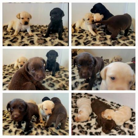 Image 4 of *Top Quality* Extensively Health Tested KC Labrador Puppies