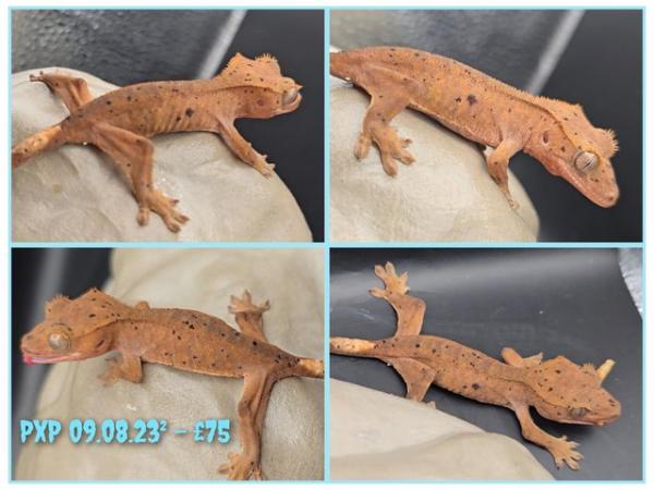 Image 4 of Crested geckos with various colours and patterns