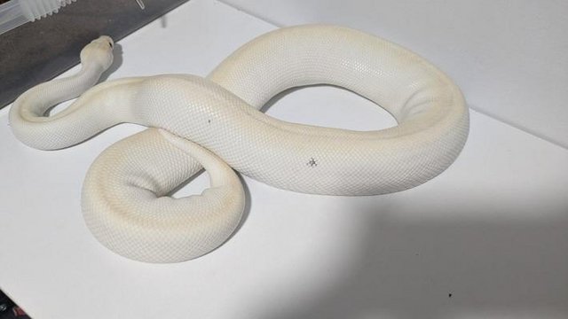 Image 3 of Adult Female Butter Special Ball Python