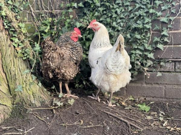 Image 3 of 2 female chickens for sale (Good egg layers)