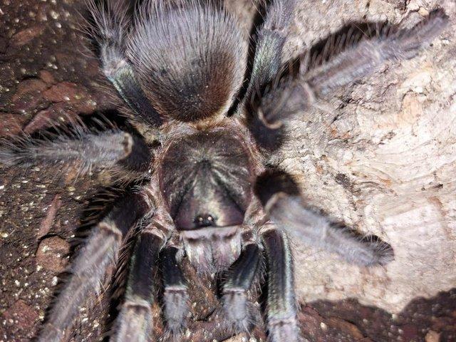 Preview of the first image of Bulk Tarantulas/collections wanted.