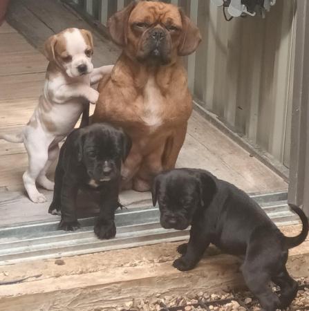 Image 5 of Pug x cavalier puppies ready now