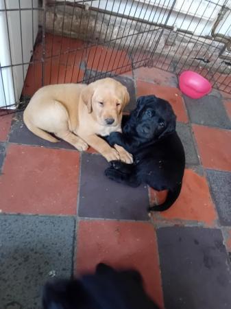 Image 4 of Labrador Puppies for sale