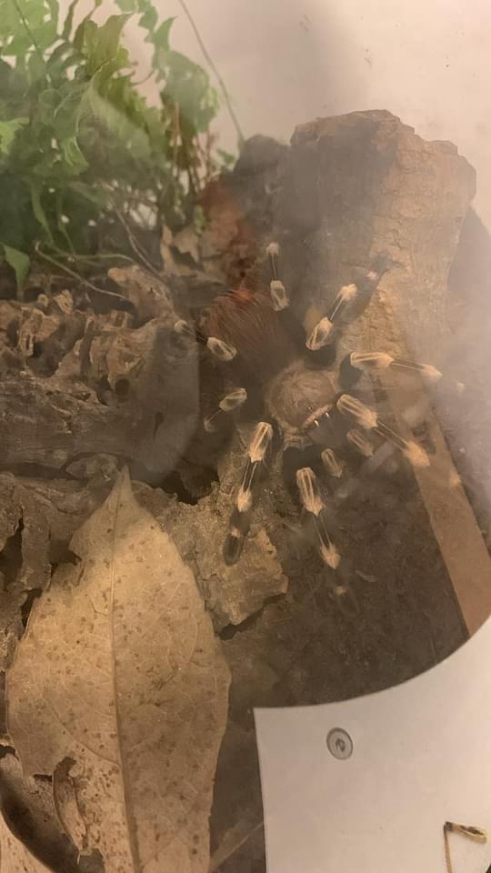Preview of the first image of N. Chromatus Tarantula with bio active enclosure.