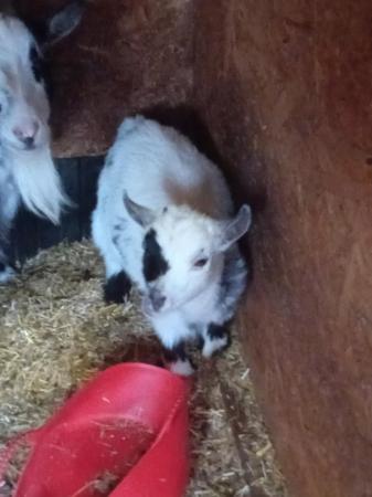 Image 2 of 15 week old registered female pygmy goat kid