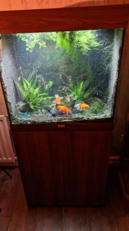 Image 5 of Jewel 120 fish tank and 5 fantail goldfish