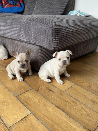 Image 8 of Gorgeous French bulldogs