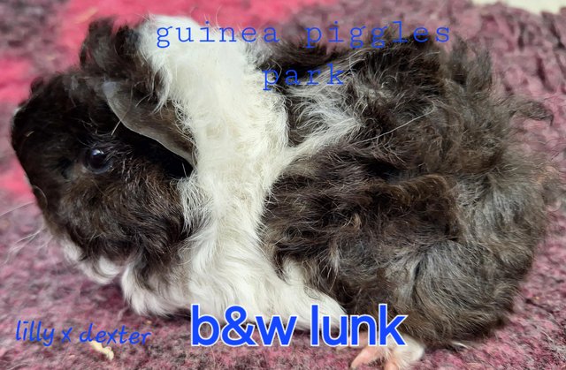 Image 1 of Stunning baby boar/male guinea pigs