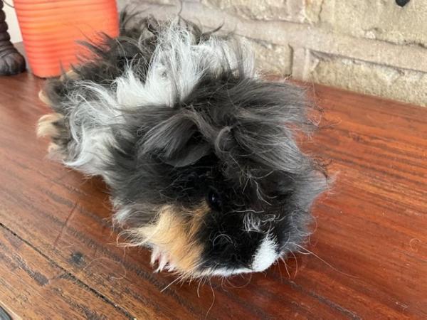 Image 8 of Stunning long curly haired male guinea pig