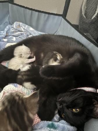 Image 4 of 1 Black kitten for sale