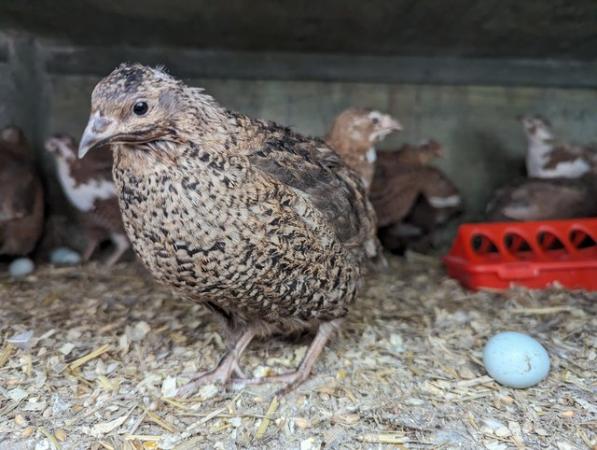 Image 5 of Celadon quail hatching eggs