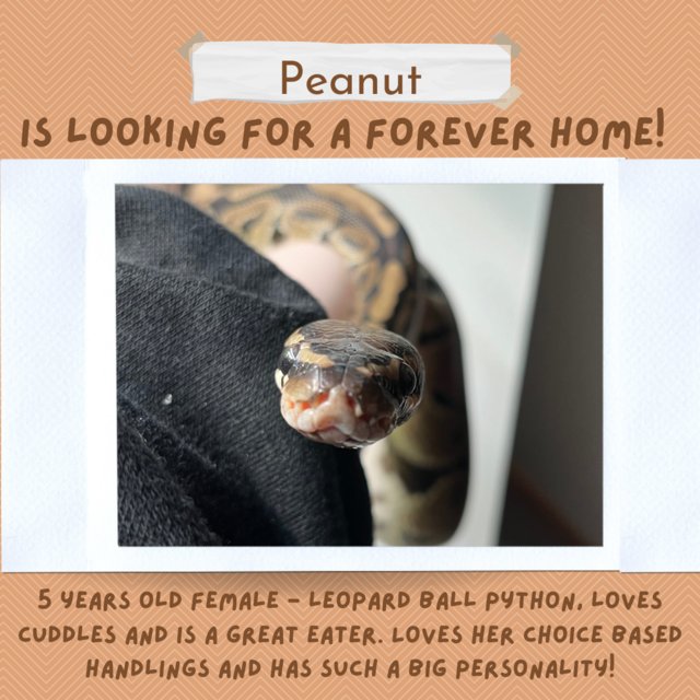 Preview of the first image of Leopard female Ball Python.