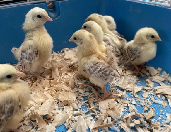 Image 13 of Serama chicks, lots of colours, various ages/prices