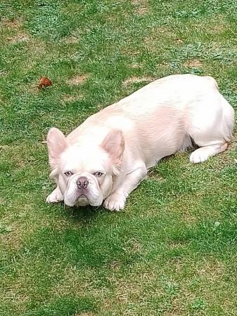 Image 4 of 16 months old male fluffy french bulldog