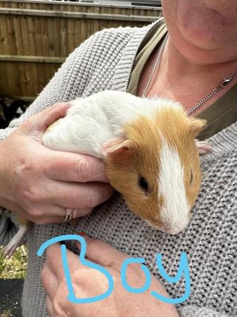 Image 1 of Male Guinea Pigs for sale