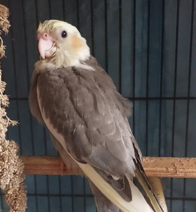 Preview of the first image of Beautiful Handreard Baby Cockatiel Ready Now.
