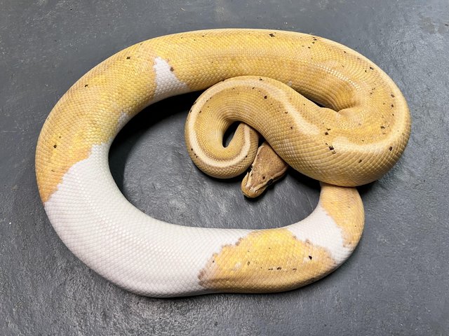 Preview of the first image of Male Banana Pied ball python CB21.