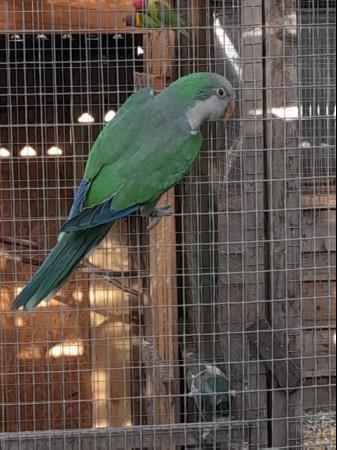 Image 5 of Proven breed pair of Quaker parakeets