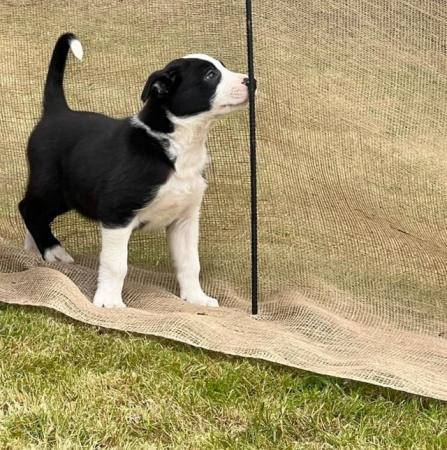 Image 6 of READY NOW One border collie girl puppy !!!