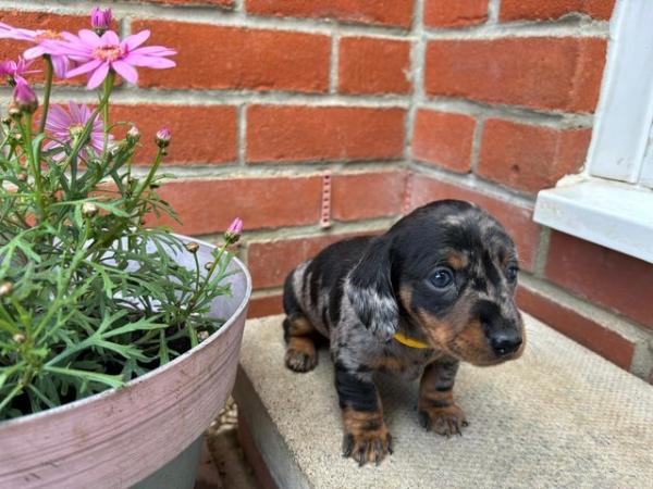 Image 22 of KC registered Quality miniature dachshund puppies
