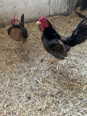 Image 1 of Old English Game Bantam trio for sale