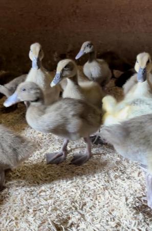 Image 2 of Female Indian runner and khaki Campbell ducklings
