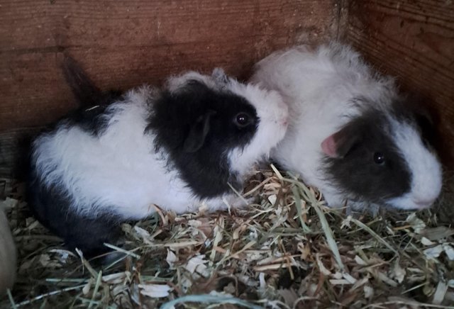 Preview of the first image of 2 gorgeous 8 week old baby boy guinea pigs.