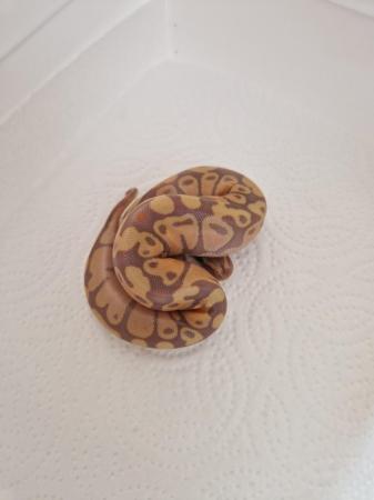Image 8 of Baby royal pythons snakes