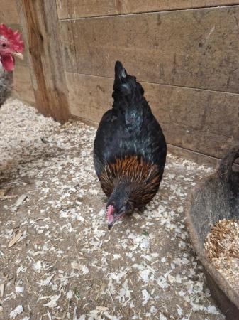 Image 2 of POL Black copper maran hen