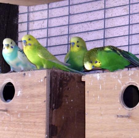 Image 3 of Beautiful Budgies for sale